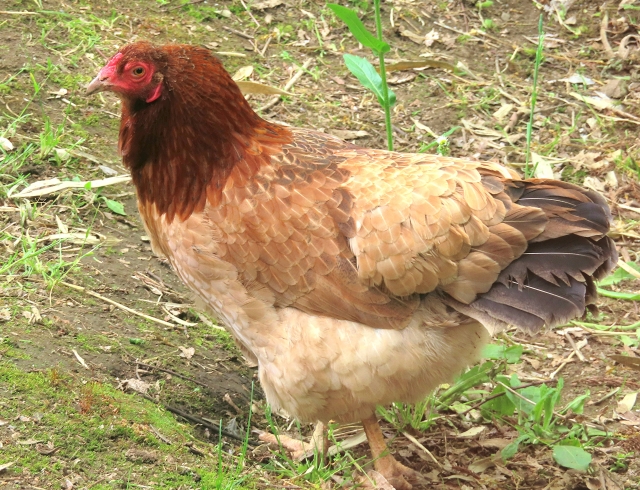 名古屋コーチン